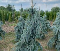 Ель колючая Зе Блюз (Picea pungens 'The Blues')
