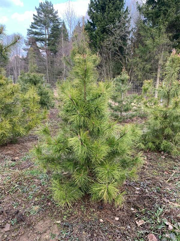 Сосна скрученная широкохвойная (Pinus contorta var. latifolia)
