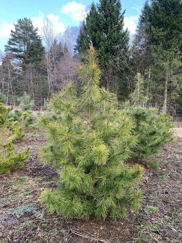 Сосна скрученная широкохвойная (Pinus contorta var. latifolia)