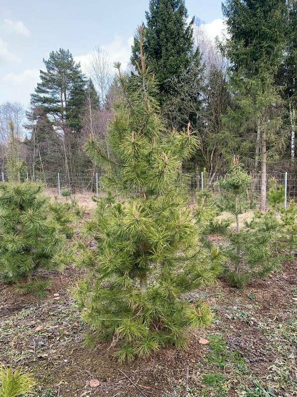 Сосна скрученная широкохвойная (Pinus contorta var. latifolia)