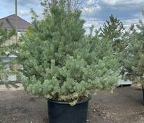 Сосна обыкновенная Компакт Селект (Pinus sylvestris 'Compact Selekt')