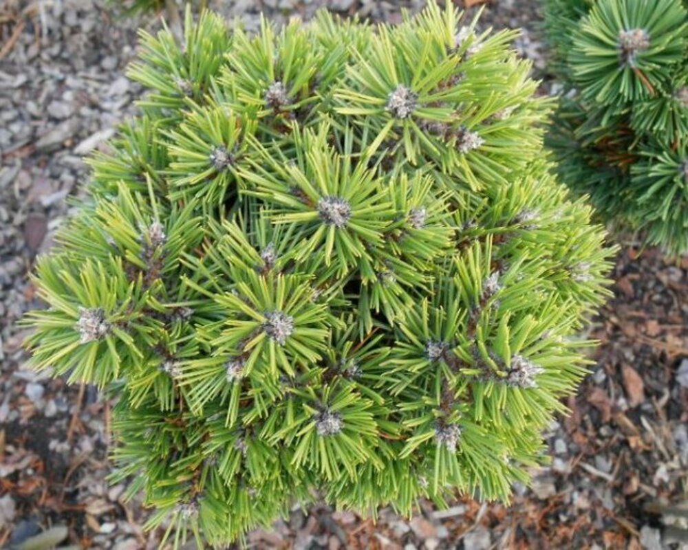 Сосна чёрная Бамбино (Pinus nigra 'Bambino')