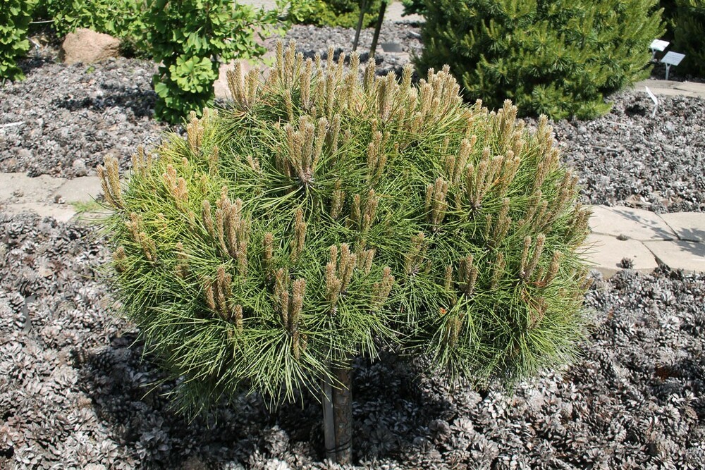 Сосна чёрная Бамбино (Pinus nigra 'Bambino')