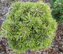 Сосна чёрная Бамбино (Pinus nigra 'Bambino')