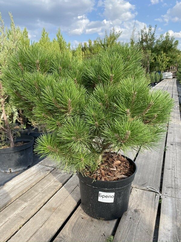 Сосна чёрная Брепо (Pinus nigra 'Brepo')