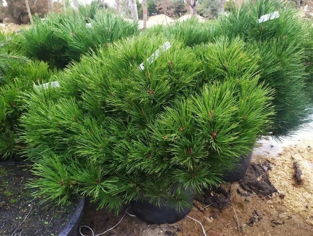 Сосна чёрная Брепо (Pinus nigra 'Brepo')