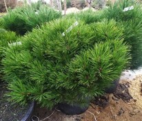 Сосна чёрная Брепо (Pinus nigra 'Brepo')