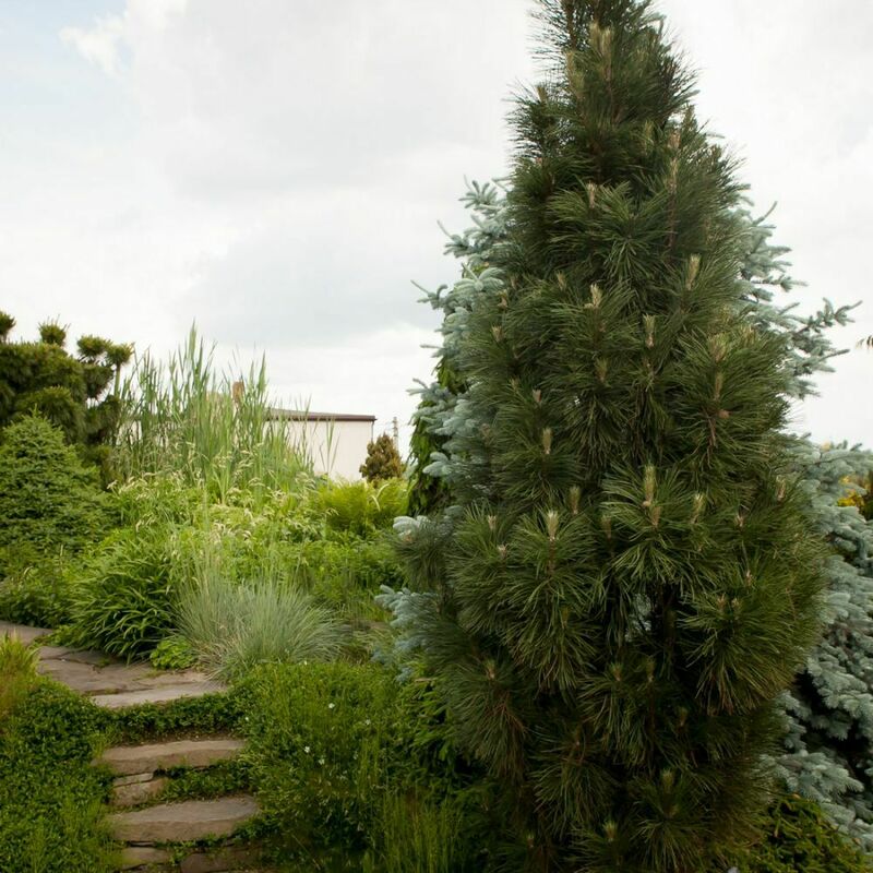Сосна чёрная Грин Рокет (Pinus nigra 'Green Rocket')
