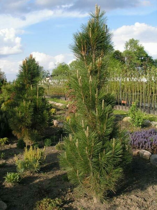 Сосна чёрная Грин Рокет (Pinus nigra 'Green Rocket')