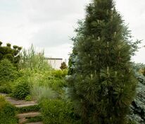 Сосна чёрная Грин Рокет (Pinus nigra 'Green Rocket')