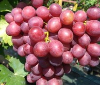 Виноград плодовый Памяти учителя (Vitis 'Pamyati Uchitelya')