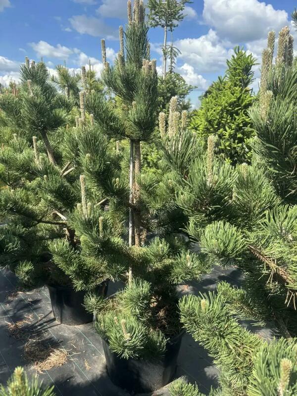 Сосна чёрная Орегон Грин (Pinus nigra 'Oregon Green')
