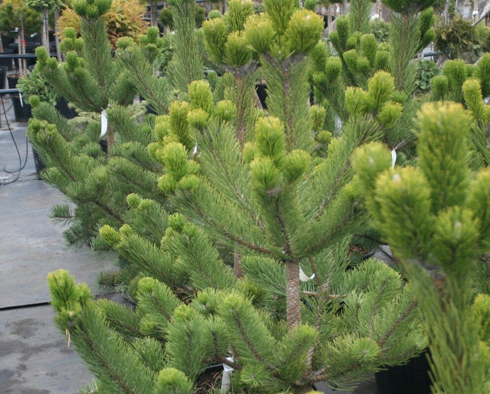 Сосна чёрная Орегон Грин (Pinus nigra 'Oregon Green')