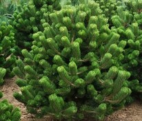 Сосна чёрная Орегон Грин (Pinus nigra 'Oregon Green')
