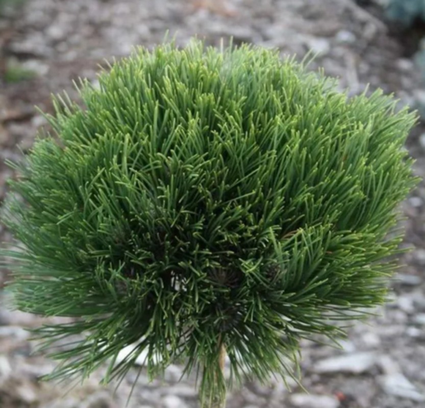 Сосна чёрная Себенненсис Нана (Pinus nigra 'Cebennensis Nana')