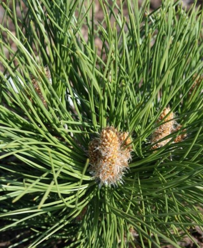 Сосна чёрная Себенненсис Нана (Pinus nigra 'Cebennensis Nana')