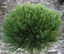 Сосна чёрная Себенненсис Нана (Pinus nigra 'Cebennensis Nana')