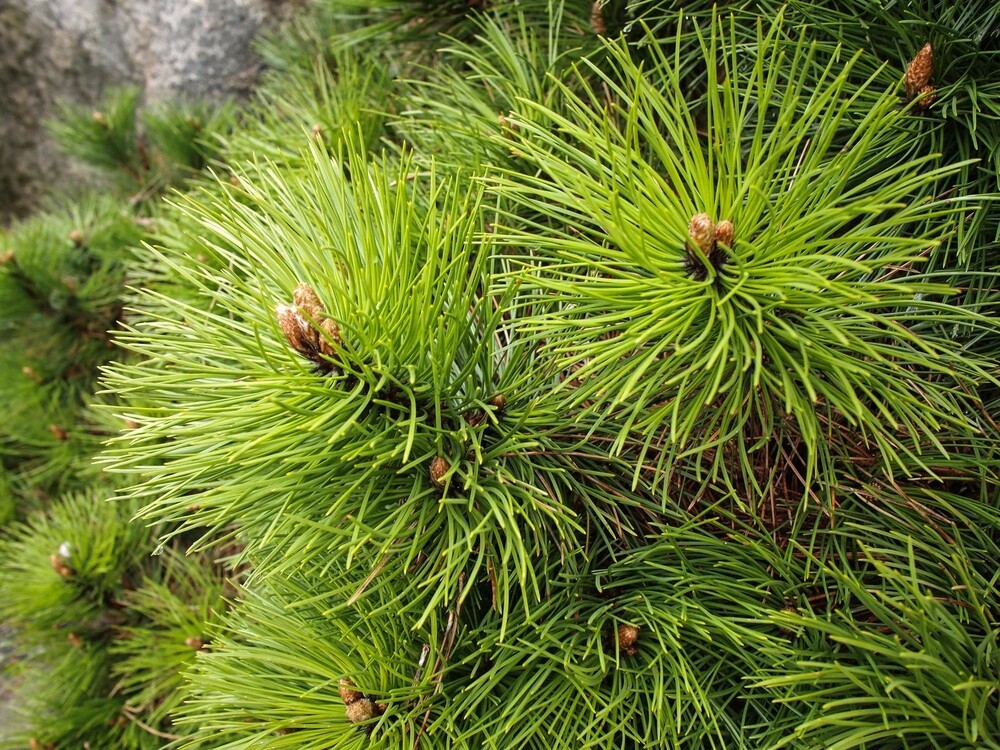 Сосна чёрная Хельга (Pinus nigra 'Helga')