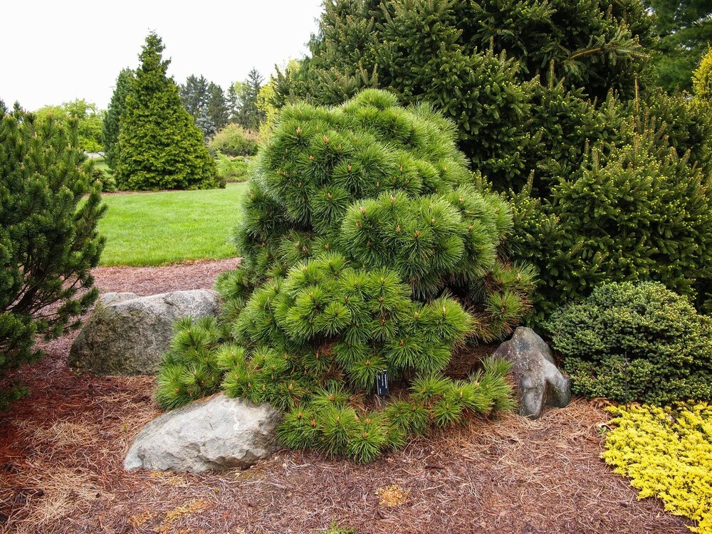 Сосна чёрная Хельга (Pinus nigra 'Helga')