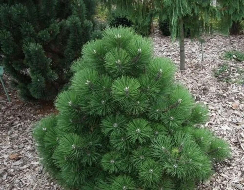 Сосна чёрная Хельга (Pinus nigra 'Helga')