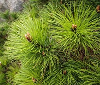 Сосна чёрная Хельга (Pinus nigra 'Helga')