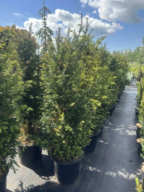 Тис ягодный (Taxus baccata)