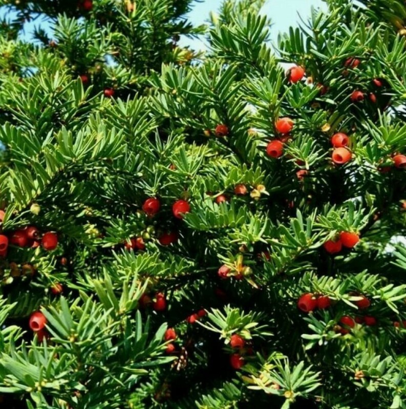 Тис ягодный (Taxus baccata)