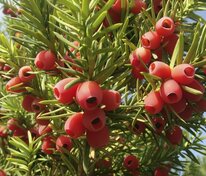 Тис ягодный (Taxus baccata)