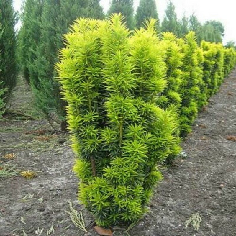 Тис ягодный Давид (Taxus baccata 'David')