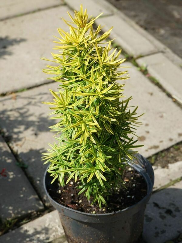 Тис ягодный Давид (Taxus baccata 'David')