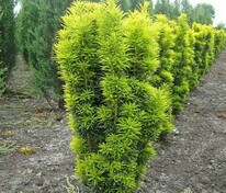 Тис ягодный Давид (Taxus baccata 'David')