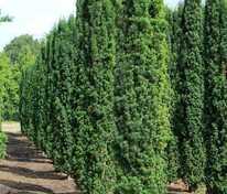 Тис ягодный Фастигиата Робуста (Taxus baccata 'Fastigiata Robusta')