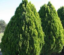 Туя восточная Мадуродам (Thuja orientalis 'Madurodam')