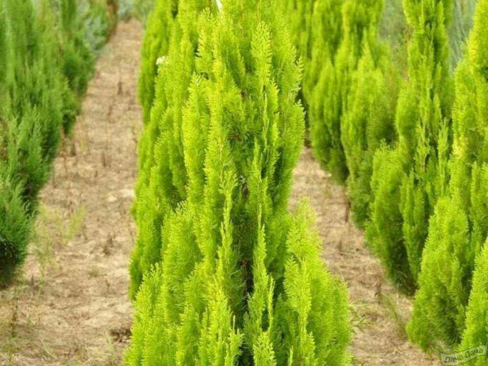 Туя восточная Пирамидалис Аурея (Thuja orientalis 'Pyramidalis Aurea')