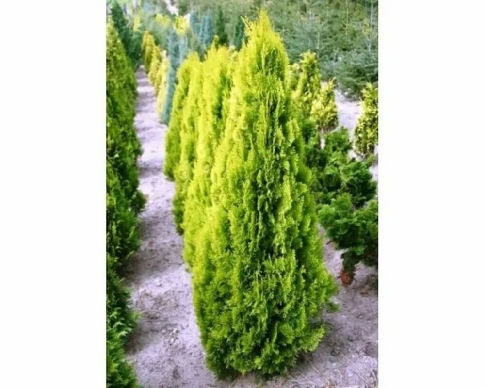 Туя восточная Пирамидалис Аурея (Thuja orientalis 'Pyramidalis Aurea')