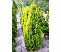 Туя восточная Пирамидалис Аурея (Thuja orientalis 'Pyramidalis Aurea')