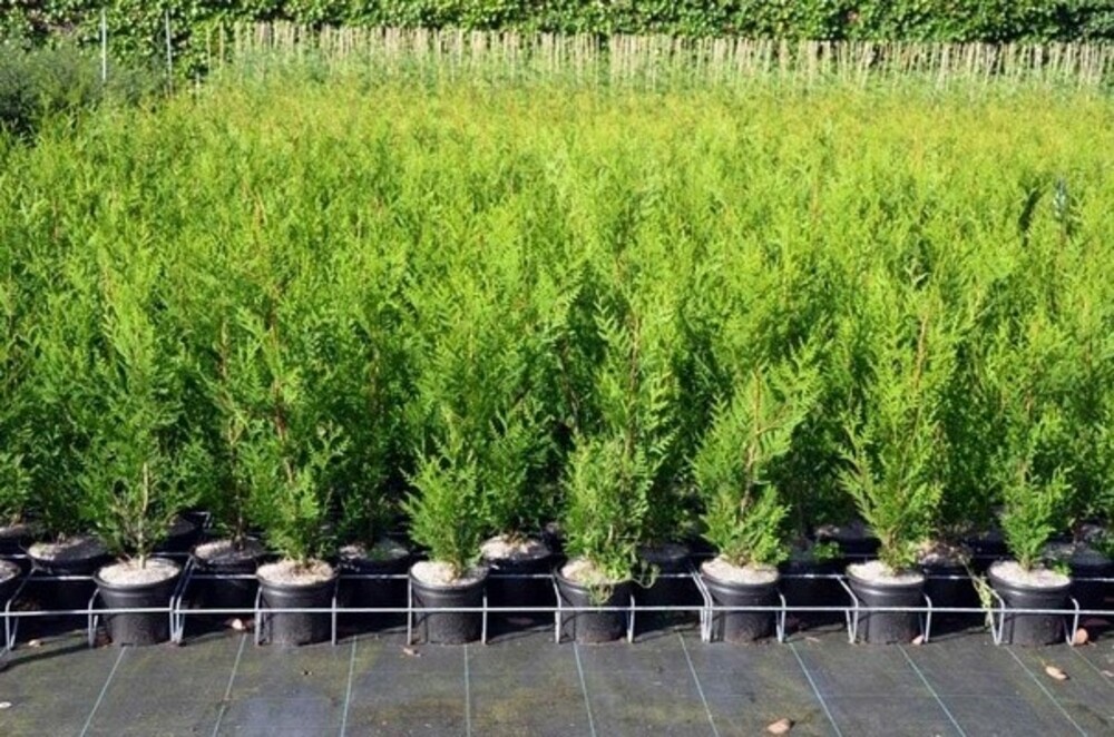 Туя складчатая Атровиренс (Thuja plicata 'Atrovirens')