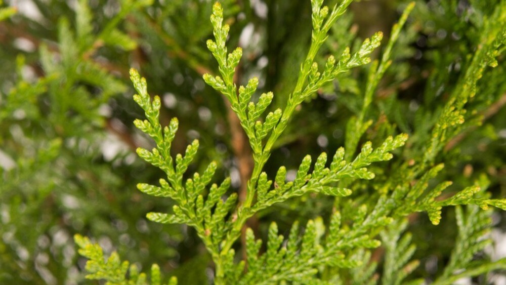 Туя складчатая Атровиренс (Thuja plicata 'Atrovirens')
