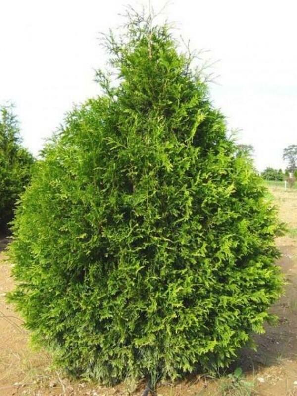 Туя складчатая Атровиренс (Thuja plicata 'Atrovirens')