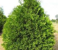 Туя складчатая Атровиренс (Thuja plicata 'Atrovirens')
