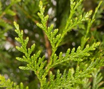 Туя складчатая Даниеллоу (Thuja plicata 'Daniellow')