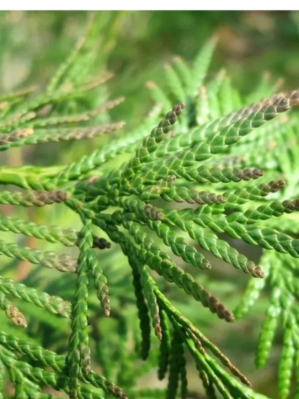 Туя складчатая Эксцелса (Thuja plicata 'Excelsa')