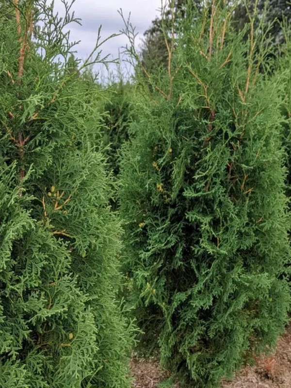 Туя складчатая Эксцелса (Thuja plicata 'Excelsa')