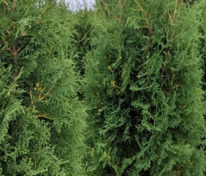 Туя складчатая Эксцелса (Thuja plicata 'Excelsa')