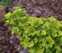Гинкго билоба Марикен (Ginkgo biloba 'Mariken')
