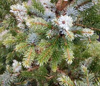 Ель обыкновенная Биколор (Picea abies 'Bicolor')