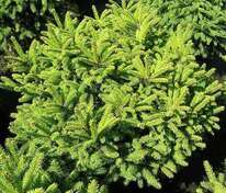 Ель обыкновенная Олендорфи (Picea abies 'Ohlendorffii')