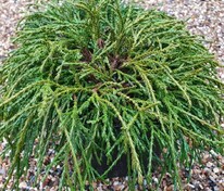 Кипарисовик горохоплодный Филифера Нана (Chamaecyparis pisifera 'Filifera Nana')