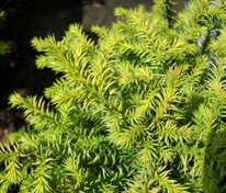 Криптомерия японская Кайара Голд (Cryptomeria japonica 'Kyara Gold')