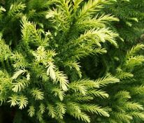 Криптомерия японская Секкан (Cryptomeria japonica 'Sekkan')